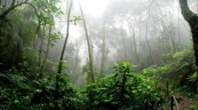 Amazon branches